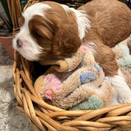 Jimmy - Blenheim male Cavalier King Charles Spaniel puppy in St. George, Maine from Cloud Nine Cavaliers