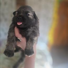 Jasper - Wolfgray and black male Keeshond puppy in Logan, Ohio from Hocking Hills Keeshonds
