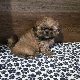 Min Boy - Sable male Shih Tzu puppy in Meadows Of Dan, Virginia from Walt’s Shih Tzus