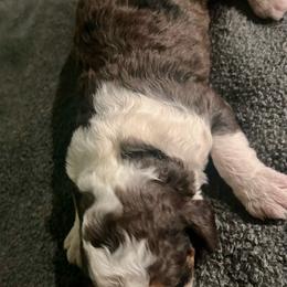 Boy 1 - Blue merle male Aussiedoodle puppy in Melrose, Florida from Howdilly Doodley