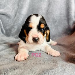 PG2 - Black tan and white female Basset Hound puppy in Britton, South Dakota from K&S Canines