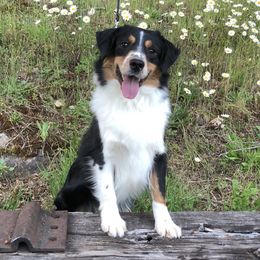 Raven - Miniature American Shepherd