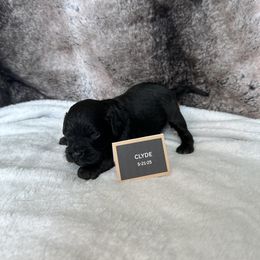 Clyde - Black male Cavapoo puppy in Thorndale, Texas from Hattie’s Texas Cavapoos