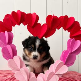 Chanel - Black tri-color female Australian Shepherd puppy in Kearney, Nebraska from Helix Aussies