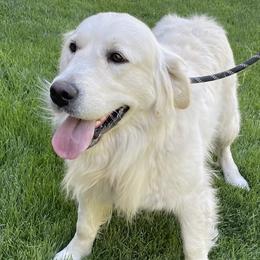 Cass - Golden Retriever