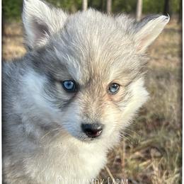 Runamok Elf On A Shelf (Buddy) - Wolf sable male Pomsky puppy in St. Maries, Idaho from Runamok Farm