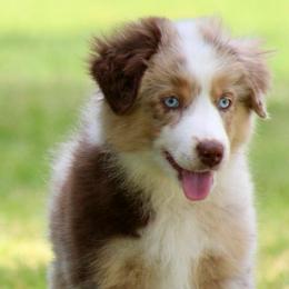Southern Belle - Red merle female Australian Shepherd puppy in Star City, Arkansas from Blush & Lace Aussie & Dachshund Co.