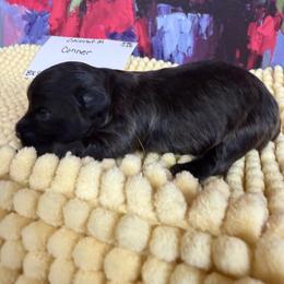 Conner - Brown male Maltipoo puppy in Lawrenceburg, Tennessee from LUV Poodles and Maltipoos
