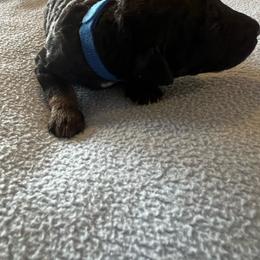 Soren - Phantom male Poodle puppy in Vaughn, Montana from 406 Poodles