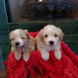 Bernedoodle and Havapoo Puppies from Precious Paws and Purrs