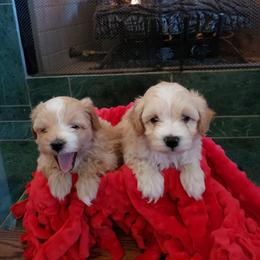 Bernedoodle and Havapoo Puppies from Precious Paws and Purrs