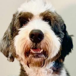 Oakley - Bernedoodle