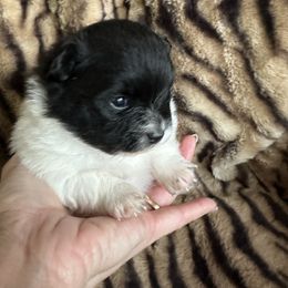 Pomeranian Puppies from Mac Daddy Poms