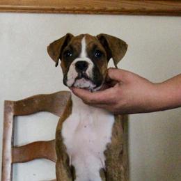 Girl 3 - Brindle female Boxer puppy in Earlsboro, Oklahoma from Lieben Boxers