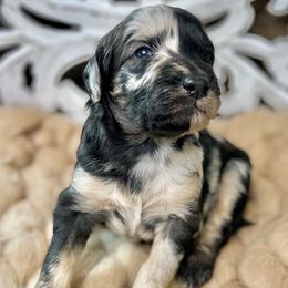 Keystone - Blue merle Assorted Doodle Crosses puppy in Chattanooga, Tennessee from Remedy Ridge Aussiedoodles