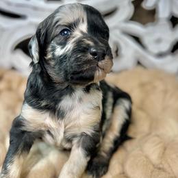 Keystone - Blue merle Assorted Doodle Crosses puppy in Chattanooga, Tennessee from Remedy Ridge Aussiedoodles