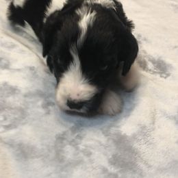 Bernedoodle and Goldendoodle Puppies from Owen Doodles