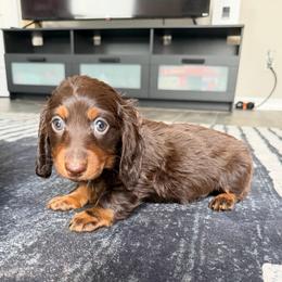 Chocolate And Tan Male - Chocolate and tan male Dachshund puppy in Horizon City, Texas from Willipaws