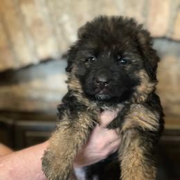 Purple Female - Black and red female German Shepherd puppy in Gunter, Texas from Gunter Gables German Shepherds