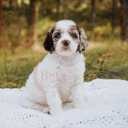 Purple collar - Brown roan and tan female Cockapoo puppy in Missoula, Montana from Big Sky Cockapoos