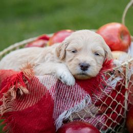 Goldendoodle Puppies from Ellie's Goldendoodles