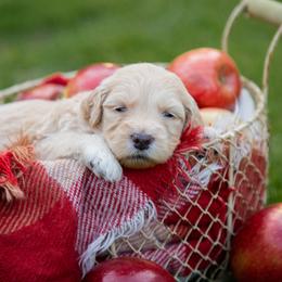 Goldendoodle Puppies from Ellie's Goldendoodles