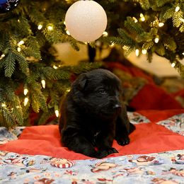 German Shepherd Puppies from Little Bear German Shepherds
