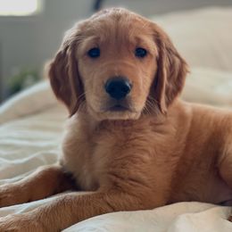 Golden Retriever Puppies from Retrievers Gold AZ