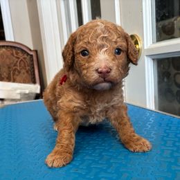 Mario - Apricot male Poodle puppy in Huntsville, Alabama from Flint River Poodles