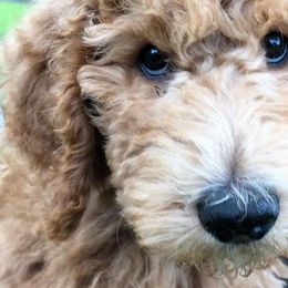 Goldendoodles and Labradoodles from Mixon Farm Doodles