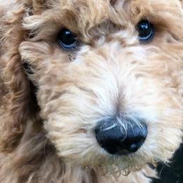 Goldendoodles and Labradoodles from Mixon Farm Doodles