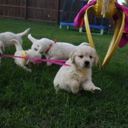 Golden Retriever Puppies from ArkGold