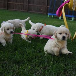 Golden Retriever Puppies from ArkGold