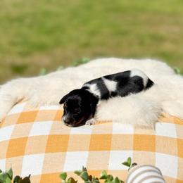 Pua - Black and tan male Dachshund puppy in Salters, South Carolina from Long-Pine Dachshund