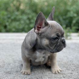 French Bulldog Puppies from Blue Lotus Frenchies