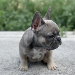 French Bulldog Puppies from Blue Lotus Frenchies