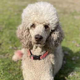 Poodles from Arkansas River Poodles