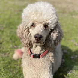 Poodles from Arkansas River Poodles
