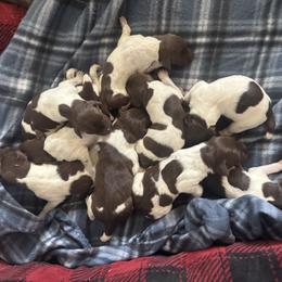 German Shorthaired Pointer puppies from Doyle’s GSP