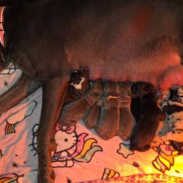 Blue tan or brindle point - Blue male Great Dane puppy in Port Clinton, Ohio from LakeSide Danes