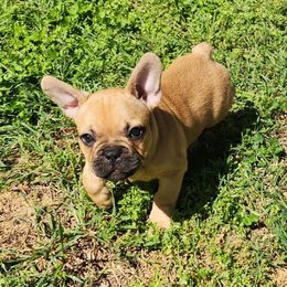 AKC Moki JR - Fawn and white French Bulldog puppy in Euless, Texas from Moki&Mello