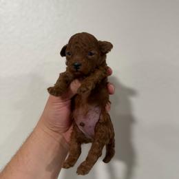 Male 2 - Red  male Poodle puppy in Lancaster, California from Fancy Red Poodles