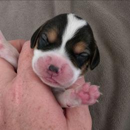Glinda - Black tan and white female Beagle puppy in Lake City, Florida from Sunkissed Beagles