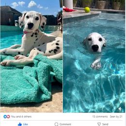 Dalmatian Puppies from Lone Star Dalmatians