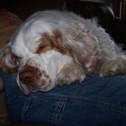 Clumber Spaniel All Grown Up from Casmirclumbers