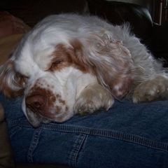 Clumber Spaniel All Grown Up from Casmirclumbers