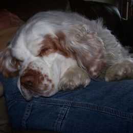 Clumber Spaniel All Grown Up from Casmirclumbers