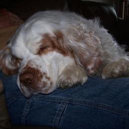 Clumber Spaniel All Grown Up from Casmirclumbers