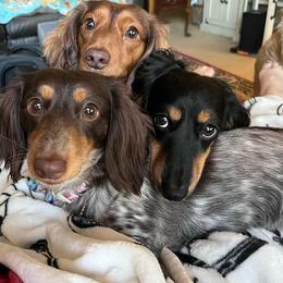 Names and photos comming - Piebald female Dachshund puppy in Austin, Texas from Glorious Minis