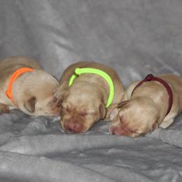 Girl 1 - Yellow female Labrador Retriever puppy in Four Oaks, North Carolina from TLC Retrievers